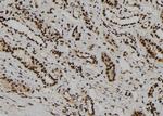 WDR46 Polyclonal Antibody