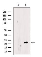 CHCHD4 Antibody in Western Blot (WB)