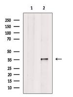 COQ9 Antibody in Western Blot (WB)