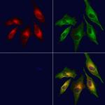 CXCL14 Polyclonal Antibody