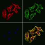 DNAJC19 Polyclonal Antibody