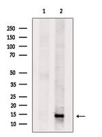 DNAJC19 Antibody in Western Blot (WB)