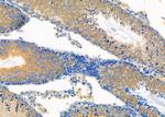 EGFL7 Polyclonal Antibody