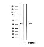 eIF3i Antibody in Western Blot (WB)