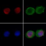 FOXO6 Polyclonal Antibody