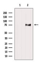 FOXO6 Antibody in Western Blot (WB)