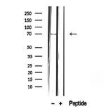 FOXO6 Antibody in Western Blot (WB)