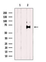 GEFT Polyclonal Antibody