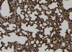 MRFAP1 Antibody in Immunohistochemistry (Paraffin) (IHC (P))