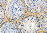 MRFAP1 Antibody in Immunohistochemistry (Paraffin) (IHC (P))
