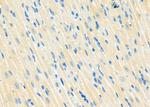 MRFAP1 Antibody in Immunohistochemistry (Paraffin) (IHC (P))