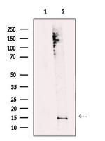 MRFAP1 Antibody in Western Blot (WB)