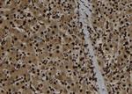 p107 Polyclonal Antibody