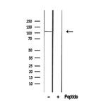 p107 Antibody in Western Blot (WB)