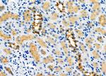 PDHB Antibody in Immunohistochemistry (Paraffin) (IHC (P))