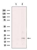 REEP6 Polyclonal Antibody