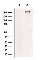 USP9X Polyclonal Antibody