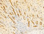 WWP1 Antibody in Immunohistochemistry (Paraffin) (IHC (P))