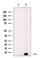 NFYC Antibody in Western Blot (WB)
