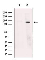 TBC1D10B Antibody in Western Blot (WB)