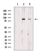TBC1D10B Polyclonal Antibody