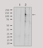 NEMF Polyclonal Antibody