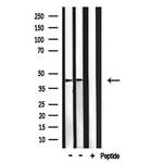 c-MAF Antibody in Western Blot (WB)