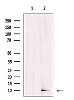 HMGN2 Antibody in Western Blot (WB)