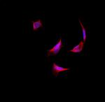 HARS Polyclonal Antibody