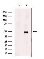 ZNF24 Antibody in Western Blot (WB)
