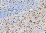 DGKA Antibody in Immunohistochemistry (Paraffin) (IHC (P))