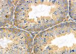 DGKA Antibody in Immunohistochemistry (Paraffin) (IHC (P))