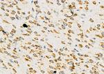DGKA Antibody in Immunohistochemistry (Paraffin) (IHC (P))