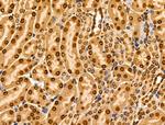 MZF1 Antibody in Immunohistochemistry (Paraffin) (IHC (P))