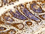 MZF1 Antibody in Immunohistochemistry (Paraffin) (IHC (P))