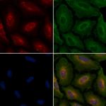 Cyclophilin F Polyclonal Antibody