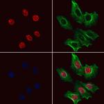 CLK2 Antibody in Immunocytochemistry (ICC/IF)