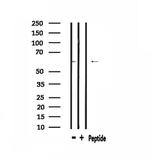 CLK2 Antibody in Western Blot (WB)