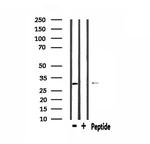MEOX2 Antibody in Western Blot (WB)