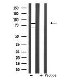 AKAP17A Antibody in Western Blot (WB)