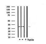 CD137 Polyclonal Antibody