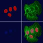TEF Antibody in Immunocytochemistry (ICC/IF)