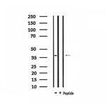 TEF Antibody in Western Blot (WB)