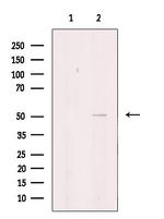 ITPK1 Polyclonal Antibody