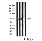 TRIP13 Polyclonal Antibody