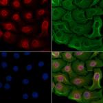 NFIL3 Polyclonal Antibody