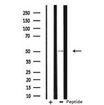 NFIL3 Antibody in Western Blot (WB)