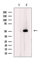 NFIL3 Antibody in Western Blot (WB)