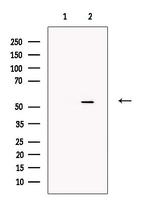 STEAP4 Polyclonal Antibody