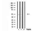 TRIM59 Antibody in Western Blot (WB)